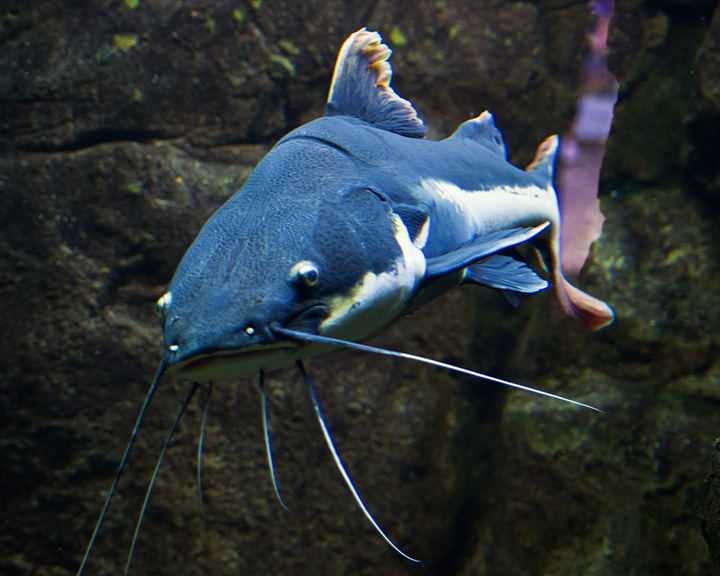 Catfish Blues